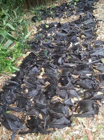 Աղջիկը բակում 5 հազար սատկած թռչող աղվես է հայտնաբերել