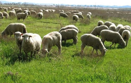 Երևան-Երասխ ճանապարհին Toyota Prado-ն բախվել է ոչխարի հոտին․ 28 ոչխար սատկել է.